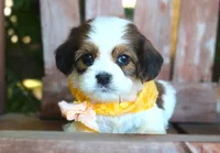 Juno, a male Cavalier King Charles Spaniel and Havanese for sale in Ruston, LA – 2 of 3