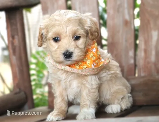 Dillon – Maltipoo puppy for sale in Ruston, LA