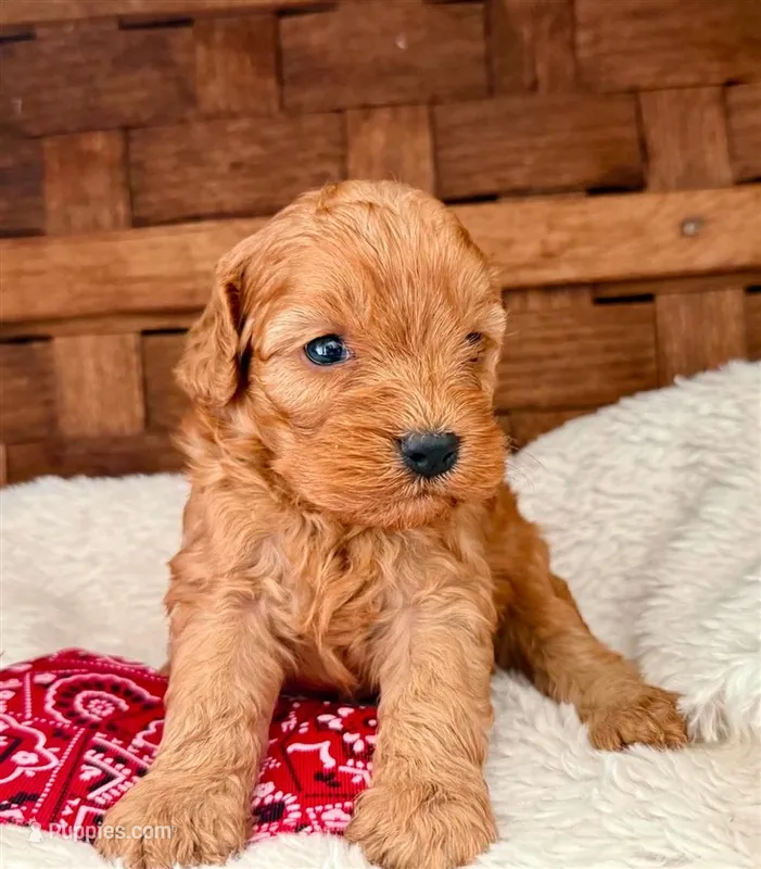 Riley **DARK RED** – Cavapoo puppy for sale in Ruston, LA