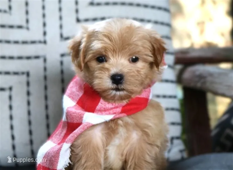 Gizmo – Maltipoo puppy for sale in Ruston, LA