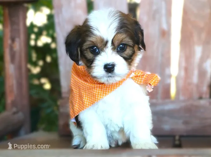 Jax – Cavalier King Charles Spaniel, Havanese puppy for sale in Ruston, LA
