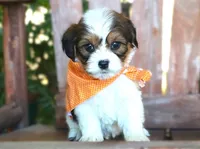 Jax, a male Cavalier King Charles Spaniel and Havanese for sale in Ruston, LA – 1 of 2