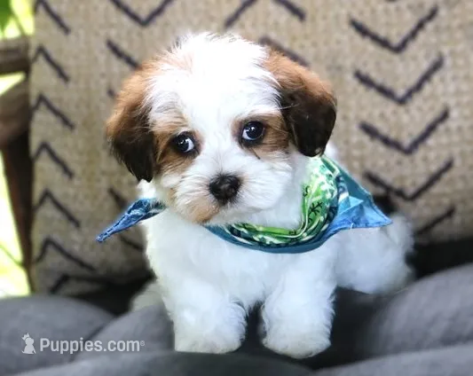 Willie Nelson – Havanese puppy for sale in Ruston, LA