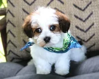 Willie Nelson, a male Havanese for sale in Ruston, LA – 1 of 2