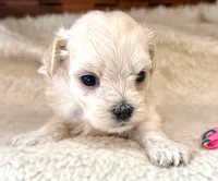 Buttons, a female Maltipoo for sale in Ruston, LA – 2 of 2