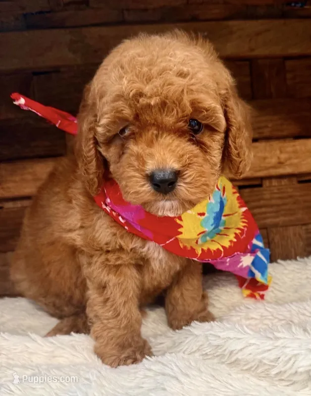 Roman – Cavapoo puppy for sale in Ruston, LA