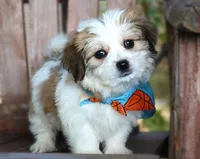 Lewis, a male Havanese for sale in Ruston, LA – 4 of 5