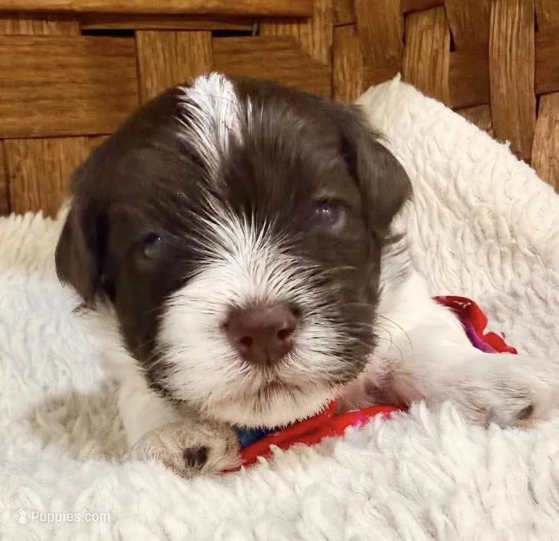 Hershey – Havanese puppy for sale in Ruston, LA