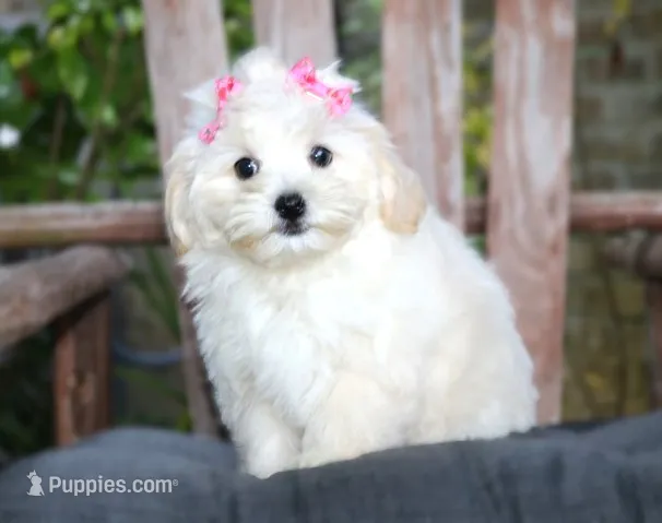 Buttons – Maltipoo puppy for sale in Ruston, LA