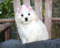 Buttons, a female Maltipoo for sale in Ruston, LA – 1 of 4