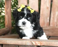 Dottie, a female Havanese for sale in Ruston, LA – 1 of 2