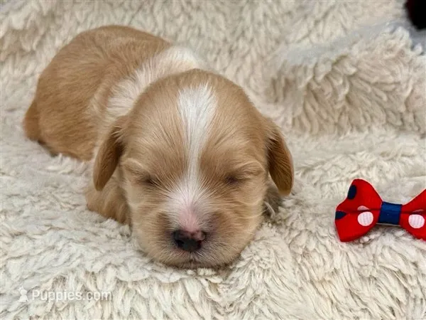 Madison – Cavachon puppy for sale in Ruston, LA