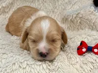 Madison, a female Cavachon for sale in Ruston, LA – 1 of 2