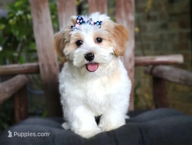Sasha – Havanese puppy for sale in Ruston, LA