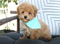 Boo , a male Maltipoo for sale in Ruston, LA – 2 of 2