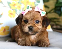 Skye, a female Havanese for sale in Ruston, LA – 1 of 2
