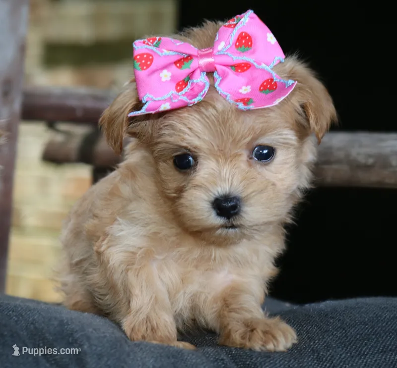 Matilda – Maltipoo puppy for sale in Ruston, LA