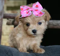 Matilda, a female Maltipoo for sale in Ruston, LA – 1 of 1