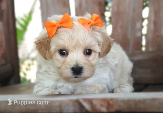 Dottie – Maltipoo puppy for sale in Ruston, LA