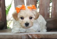 Dottie, a female Maltipoo for sale in Ruston, LA – 1 of 2