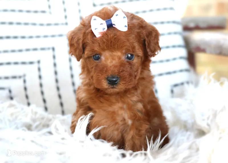 Gemma, a female Poodle - Miniature  for sale in Ruston, LA – Photo 1 of 2