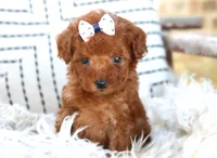 Gemma, a female Poodle - Miniature  for sale in Ruston, LA – Photo 2 of 2