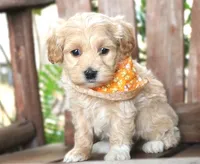 Dillon, a male Maltipoo for sale in Ruston, LA – 2 of 2