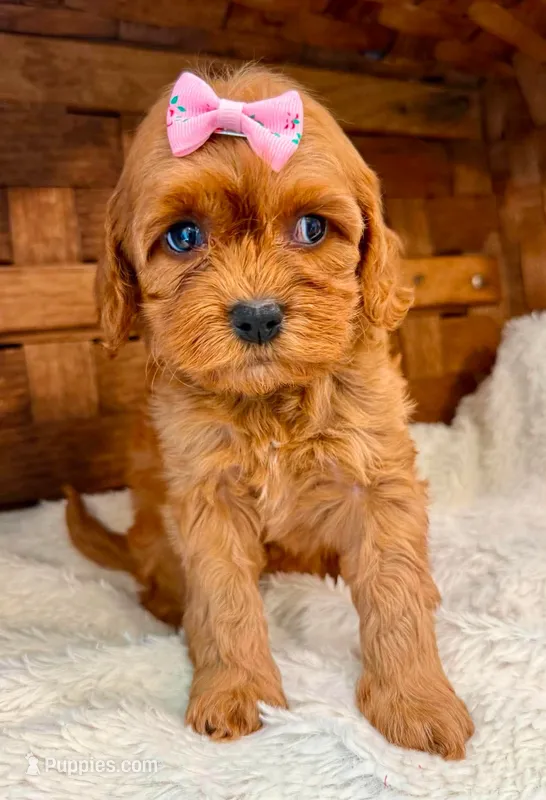 Paisley – Cavapoo puppy for sale in Ruston, LA
