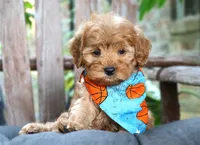 Riley **DARK RED**, a male Cavapoo for sale in Ruston, LA – 4 of 4