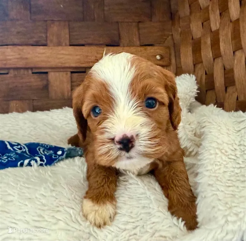 Romeo **DARK RED** – Cavapoo puppy for sale in Ruston, LA
