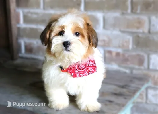 Turner - (TURKEY LEG) – Havanese puppy for sale in Ruston, LA