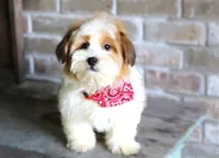 Turner - (TURKEY LEG), a male Havanese for sale in Ruston, LA – 1 of 4
