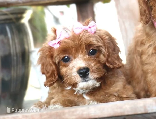 Kiki – Cavapoo puppy for sale in Ruston, LA