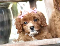 Kiki, a female Cavapoo for sale in Ruston, LA – 1 of 4