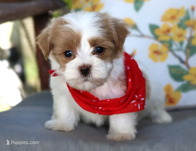 Thor – Havanese puppy for sale in Ruston, LA