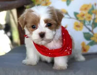 Thor, a male Havanese for sale in Ruston, LA – 1 of 2
