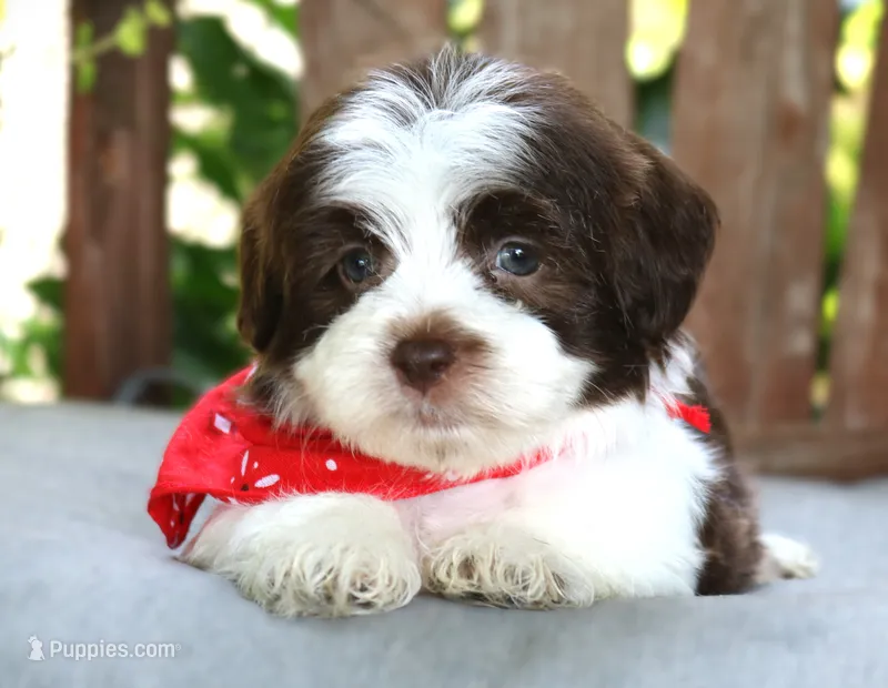 Cocoa – Havanese puppy for sale in Ruston, LA