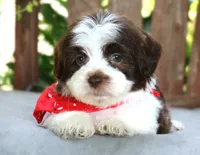 Cocoa, a male Havanese for sale in Ruston, LA – 1 of 2