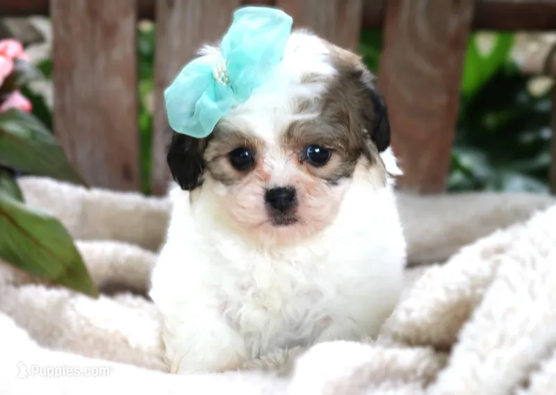 Molly – Shichon puppy for sale in Ruston, LA