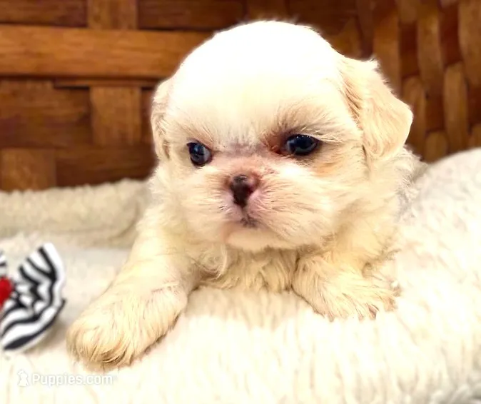 Lainey – Shih Tzu puppy for sale in Ruston, LA