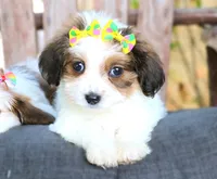Lucy, a female Havanese for sale in Ruston, LA – 3 of 4