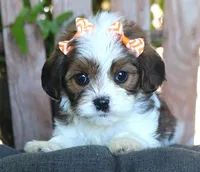 Jade, a female Cavalier King Charles Spaniel and Havanese for sale in Ruston, LA – 4 of 4
