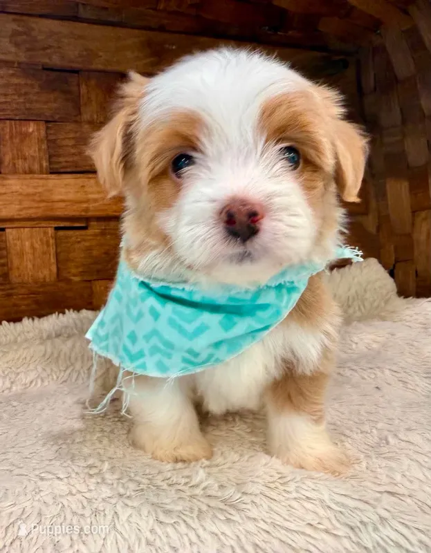 Luigi – Havanese puppy for sale in Ruston, LA