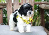 Ozzy, a male Maltipoo for sale in Ruston, LA – 2 of 3