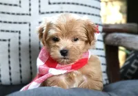 Gizmo, a male Maltipoo for sale in Ruston, LA – 4 of 4