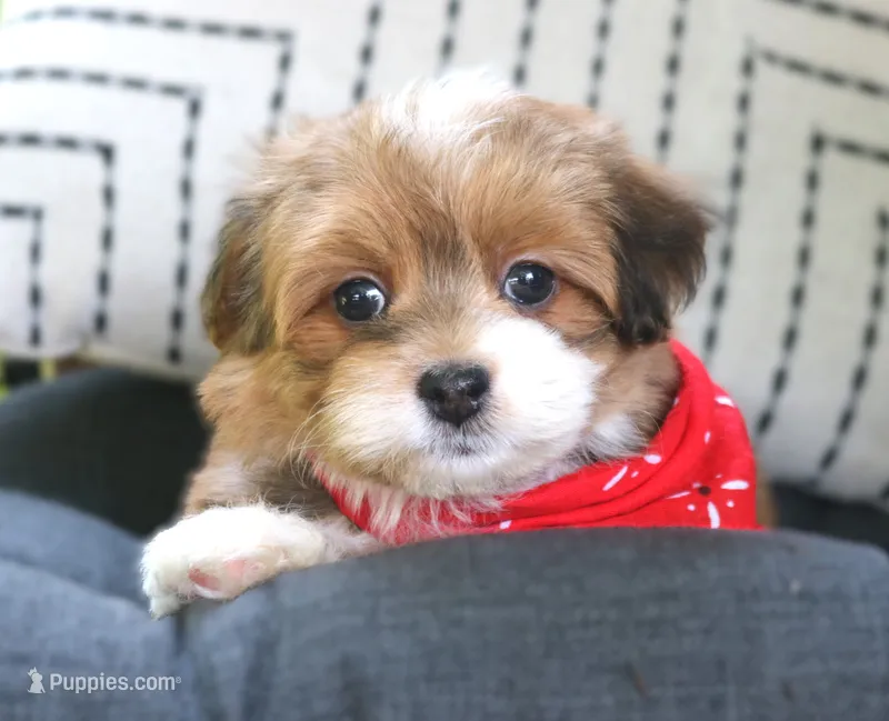Mario – Havanese puppy for sale in Ruston, LA