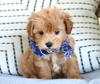 Silas, a male Maltipoo for sale in Ruston, LA – Photo 1 of 2