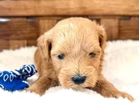 Silas, a male Maltipoo for sale in Ruston, LA – Photo 2 of 2