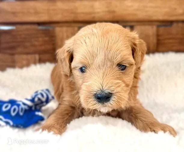 Silas – Maltipoo puppy for sale in Ruston, LA