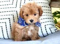 Silas, a male Maltipoo for sale in Ruston, LA – Photo 2 of 2